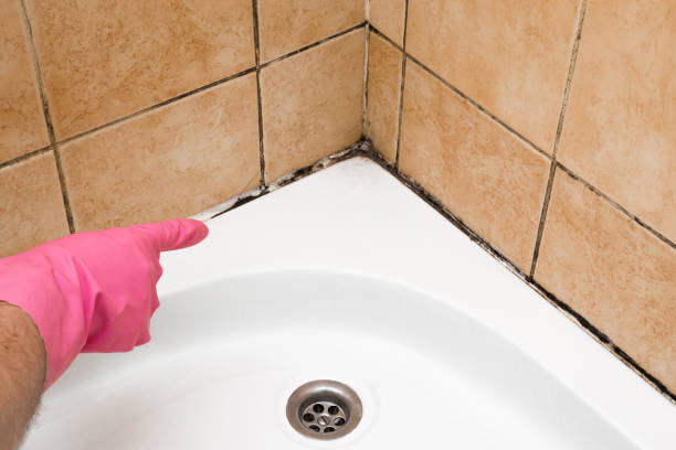 Best Health and Safety Mold Remediation in New Orleans, LA